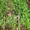 Plants: image 34 Of 208 Thumb